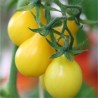 TOMATE POIRE JAUNE - Graines BIO | Ferme de Sainte Marthe | Graines et Bio