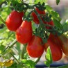 TOMATE POIRE ROUGE - Graines BIO | Ferme de Sainte Marthe | Graines et Bio