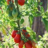 TOMATE POIRE ROUGE - Graines BIO | Ferme de Sainte Marthe | Graines et Bio