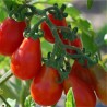 TOMATE POIRE ROUGE - Graines BIO | Ferme de Sainte Marthe | Graines et Bio