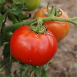 TOMATE SAINT PIERRE - Graines BIO