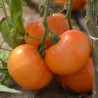 TOMATE SUMMER CIDER - Graines BIO | Ferme de Sainte Marthe | Graines et Bio