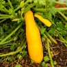COURGETTE JAUNE Rheinau Gold - Graines BIO | KOKOPELLI | Graines et Bio