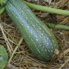 COURGETTE Petite Grise d'Alger - Graines BIO | KOKOPELLI | Graines et Bio