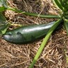 COURGETTE Verte de Milan - Graines BIO | KOKOPELLI | Graines et Bio