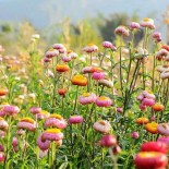 IMMORTELLE GRANDE "Tall...