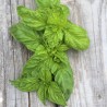 3 BASILICS en Mélange - Graines BIO | Ferme de Sainte Marthe | Graines et Bio