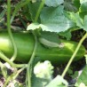 CONCOMBRE VERT LONG MARAÎCHER - Graines BIO | Ferme de Sainte Marthe | Graines et Bio