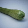 COURGETTE GENOVESE - Graines BIO | Ferme de Sainte Marthe | Graines et Bio
