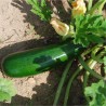COURGETTE VERTE Non Coureuse des Maraîchers - Graines BIO | Ferme de Sainte Marthe | Graines et Bio