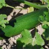COURGETTE VERTE Non Coureuse des Maraîchers - Graines BIO | Ferme de Sainte Marthe | Graines et Bio