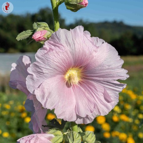 ROSE TRÉMIÈRE "Carnival Mix" - Graines BIO | KOKOPELLI | Graines et Bio