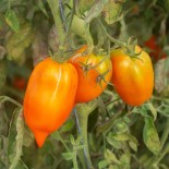 TOMATE ANDINE ORANGE - Graines BIO | KOKOPELLI | Graines et Bio