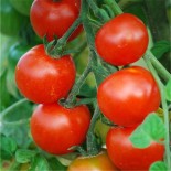 Graines - Tomate - Coktail Mini Bell - Jardi-Sud