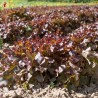 LAITUE FEUILLE de CHÊNE Rouge - Graines BIO | KOKOPELLI | Graines et Bio
