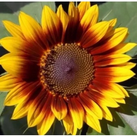 TOURNESOL à FLEURS "Ring of Fire" - Graines BIO | KOKOPELLI | Graines et Bio