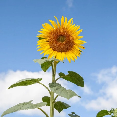 TOURNESOL à GRAINES "Issanka" - Graines BIO | KOKOPELLI | Graines et Bio