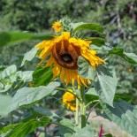 TOURNESOL à GRAINES "Mammoth" - Graines BIO | KOKOPELLI | Graines et Bio