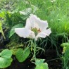 PAVOT BLANC Peshawar - Graines BIO | KOKOPELLI | Graines et Bio