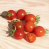 TOMATE CERISE Peacevine - Graines BIO | KOKOPELLI | Graines et Bio