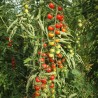 TOMATE CERISE Peacevine - Graines BIO | KOKOPELLI | Graines et Bio