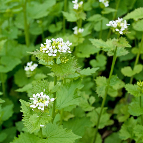 ALLIAIRE Officinale ou HERBE à AIL - Graines BIO | Ferme de Sainte Marthe | Graines et Bio ALLIAIRE Officinale ou HERBE à AIL - Graines BIO | Ferme de Sainte Marthe | Graines et Bio