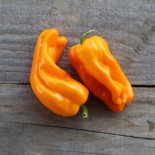 POIVRON PETIT MARSEILLAIS -...