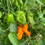 POIVRON PETIT MARSEILLAIS - Graines BIO | Ferme de Sainte Marthe | Graines et Bio