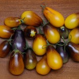 🍅 Graines de TOMATE - TOMATE CERISE POIRE Indigo Pear Drops - Graines BIO