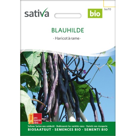 HARICOT À RAMES VIOLET MANGETOUT Blauhilde - Graines BIO | Sativa | Graines et Bio