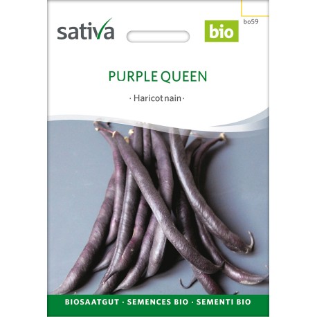 HARICOT NAIN Purple Queen - Graines BIO | Sativa | Graines et Bio