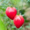 TOMATE "ANNA RUSSIAN" Coeur de Boeuf - Graines BIO | KOKOPELLI | Graines et Bio