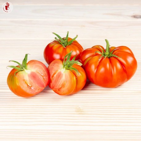 TOMATE PRÉCOCE "DOUBLE RICH" - Graines BIO | KOKOPELLI | Graines et Bio