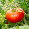 TOMATE DOUBLE RICH - Graines BIO | KOKOPELLI | Graines et Bio