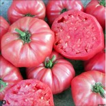 🍅 Graines de TOMATE - TOMATE BRANDYWINE PINK - Graines BIO