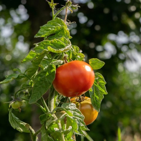 TOMATE COCKTAIL HÂTIVE "Aurora" - Graines BIO | KOKOPELLI | Graines et Bio