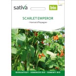 HARICOT D'ESPAGNE "Scarlet Emperor" - Graines BIO | Sativa | Graines et Bio