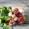 RADIS RONDS COLORÉS en MÉLANGE - Graines non traitées | Ferme de Sainte Marthe | Graines et Bio