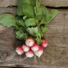 RADIS RONDS COLORÉS en MÉLANGE - Graines non traitées | Ferme de Sainte Marthe | Graines et Bio