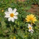 DAHLIA "MYSTERY Mix" - Graines BIO | KOKOPELLI | Graines et Bio