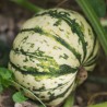 COURGE PATIDOU ou SWEET DUMPLING - Graines BIO | Ferme de Sainte Marthe | Graines et Bio