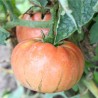 TOMATE ANCIENNE Brandywine Rose - Graines BIO | Ferme de Sainte Marthe | Graines et Bio