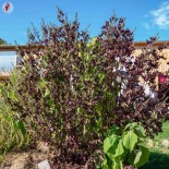 Graines de SHISO ou PÉRILLA - PÉRILLA ROUGE DU JAPON "Aka Shiso" - Graines BIO