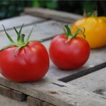 TOMATE ROSE DE BERNE - Ste Marthe - Graines BIO