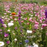 BOUQUETS SECS - Graines en mélange fleuri | Ferme de Sainte Marthe | Graines et Bio