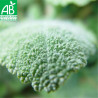 SAUGE Officinale - Graines BIO | Ferme de Sainte Marthe | Graines et Bio