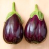 AUBERGINE MONSTRUEUSE de New York - Graines BIO | KOKOPELLI | Graines et Bio