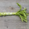 LAITUE TIGE CELTUCE ou LAITUE ASPERGE - Graines BIO | Ferme de Sainte Marthe | Graines et Bio
