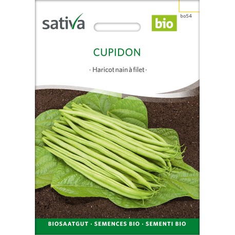 HARICOT NAIN FILET Cupidon - Graines BIO | Sativa | Graines et Bio