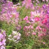 CLÉOME ou FLEUR ARAIGNÉE - Graines BIO | Ferme de Sainte Marthe | Graines et Bio